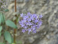 Trachelium caeruleum