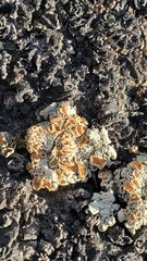 Rhizoplaca chrysoleuca