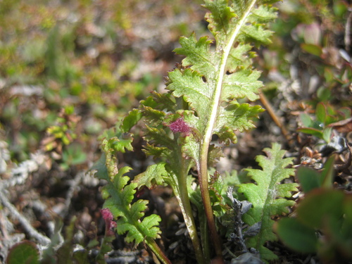 Aculops pedicularis