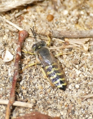 Bembix rostrata