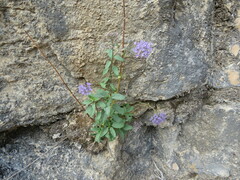 Trachelium caeruleum