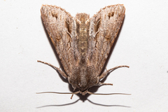 Ichneutica ustistriga