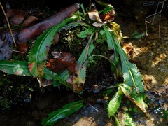 Micranthes micranthidifolia