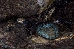 Anthopleura sola