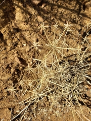 Lomatium