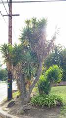 Yucca gigantea
