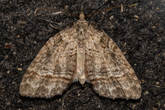 Microdes quadristrigata