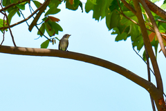 Muscicapa dauurica