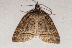 Microdes quadristrigata