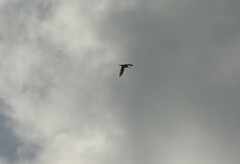 Gallinago gallinago