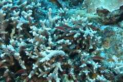 Isopora brueggemanni