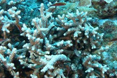 Isopora brueggemanni