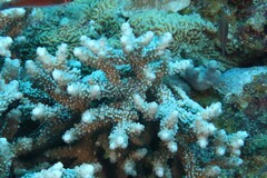 Isopora brueggemanni