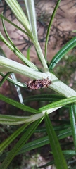 Hypertropha