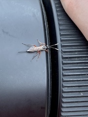 Cryptinae