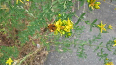 Cadeguala occidentalis