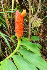 Costus pulverulentus
