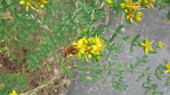 Cadeguala occidentalis