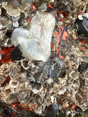 Onchidoris bilamellata