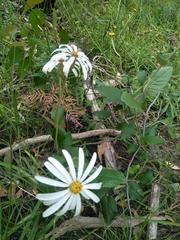 Olearia grandiflora
