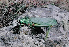Phymateus viridipes