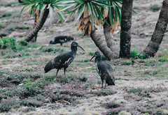 Bostrychia carunculata