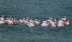 Pelecanus onocrotalus