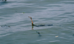 Anhinga rufa