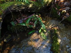 Micranthes micranthidifolia