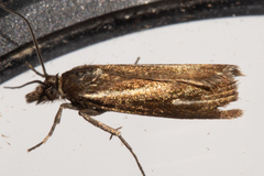 Orocrambus heliotes