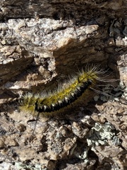 Lophocampa mixta