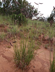 Bouteloua gracilis