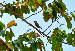 Muscicapa dauurica
