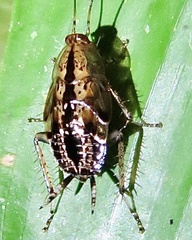 Neoblattellini