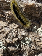 Lophocampa mixta