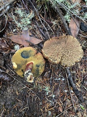 Xerocomellus mendocinensis