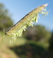 Bouteloua gracilis