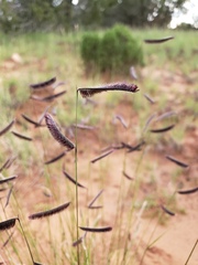 Bouteloua gracilis