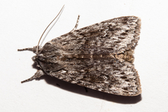 Physetica funerea