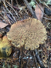 Xerocomellus mendocinensis