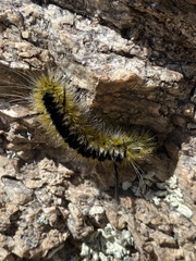 Lophocampa mixta
