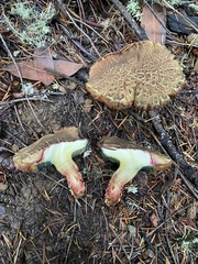 Xerocomellus mendocinensis