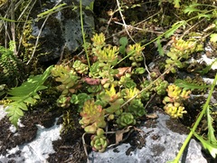 Sedum oreganum