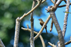 Pycnonotus conradi