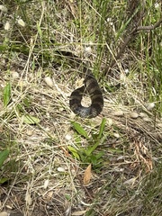 Notechis scutatus scutatus