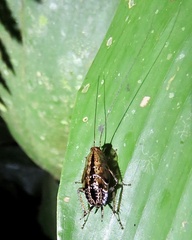 Neoblattellini