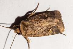 Proteuxoa tetronycha