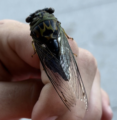 Neotibicen pruinosus