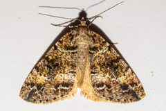 Pseudocoremia productata