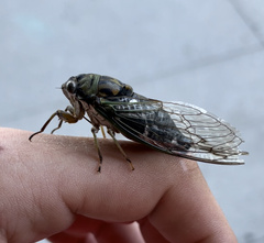 Neotibicen pruinosus